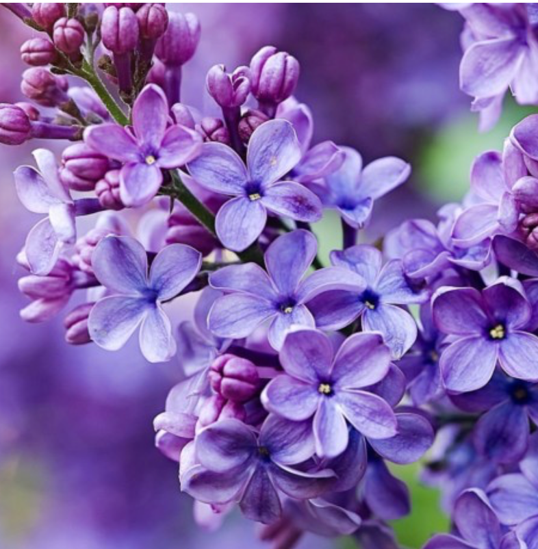 silk elixer - wij vinden hem ruiken naar oud satin mood