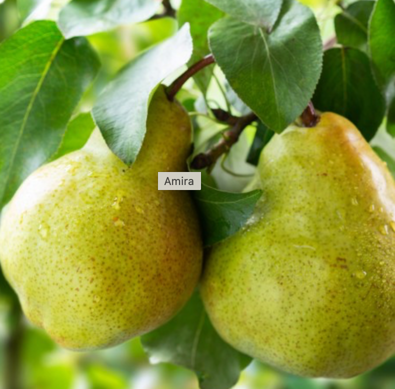 amira - wij vinden hem ruiken naar guidance