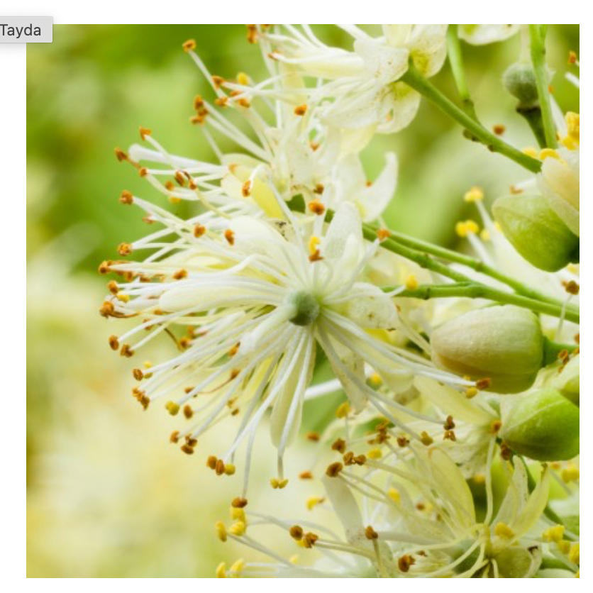 TAYDA - wij vinden hem ruiken naar- TILA