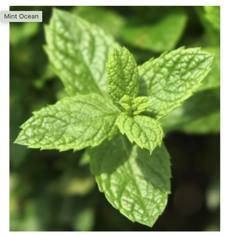 MINT OCEAN - wij vinden hem ruiken naar - SOLEIL BLANC