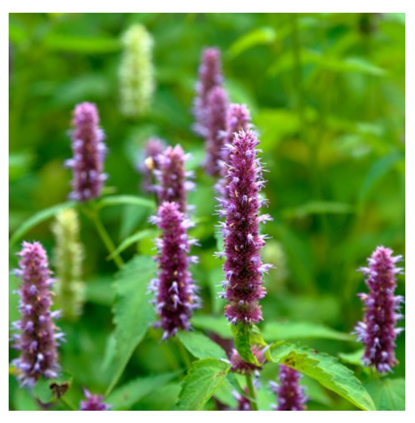 OUD GEM - wij vinden hem ruiken naar - OUD FOR GREATNESS