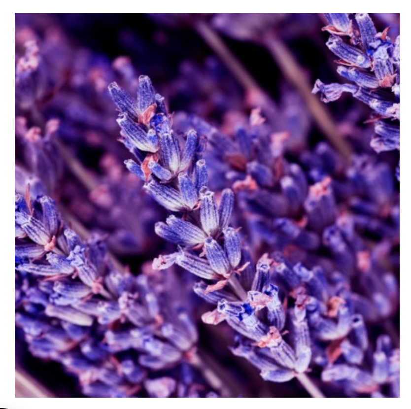 OUD GEM - wij vinden hem ruiken naar - OUD FOR GREATNESS